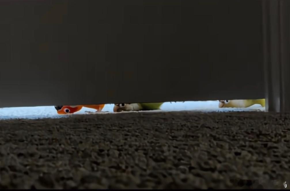 鹦鹉的鬼鬼祟祟 ​​​