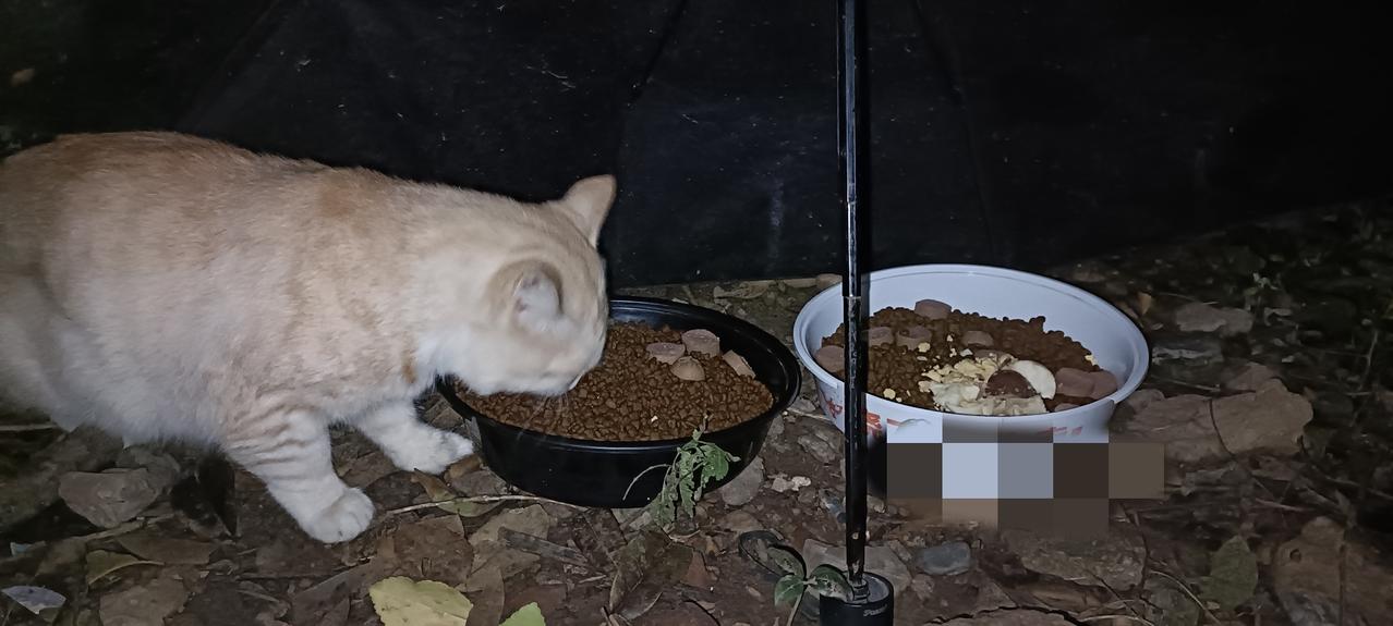 今天只是零星下了点小雨，路面基本是干的，但垃圾站投喂的食物还是要用伞遮住，以免半
