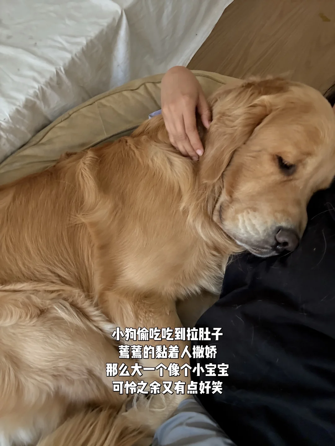 小狗宝宝脆弱的时候就是需要妈妈抱抱