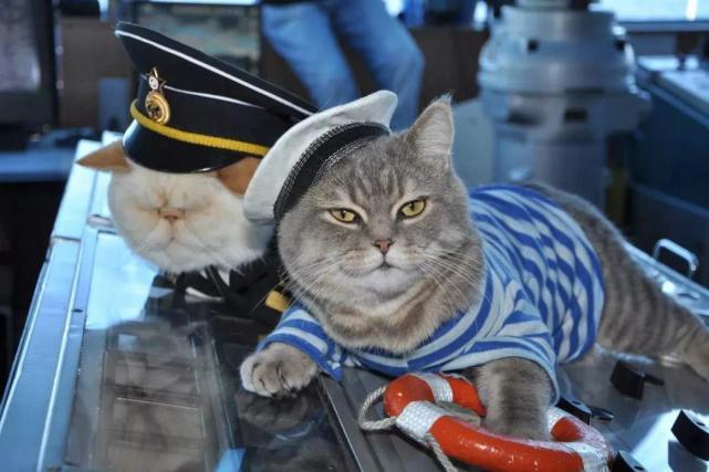 航母上为什么要养猫？是为了抓老鼠？那你就错了，现在航母上的猫可不是为了抓老鼠，而