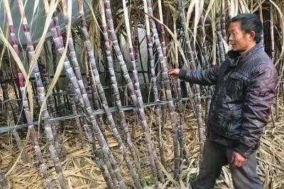 甘蔗滞销这种事情应该要引起我们的重视，资本家为了利益，他们会无所不用其极！他们步