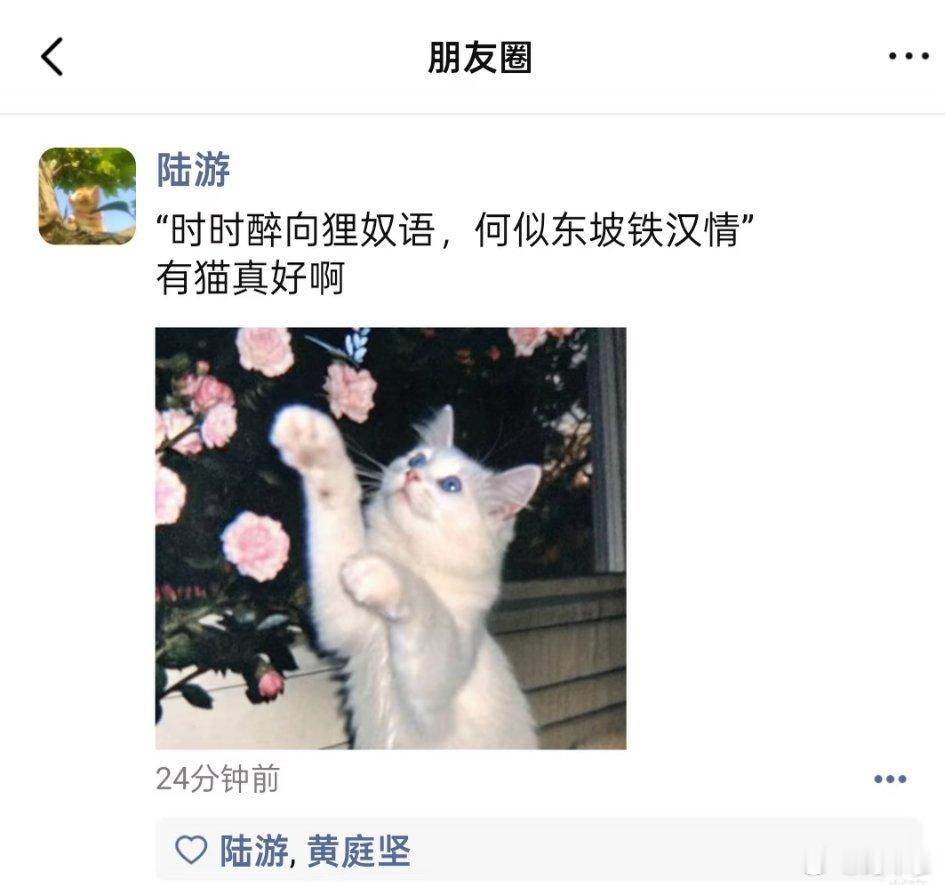 和猫住还是和狐狸住我还是分得清的还是更喜欢和猫咪相伴的日子，温柔又纯粹。它们心思