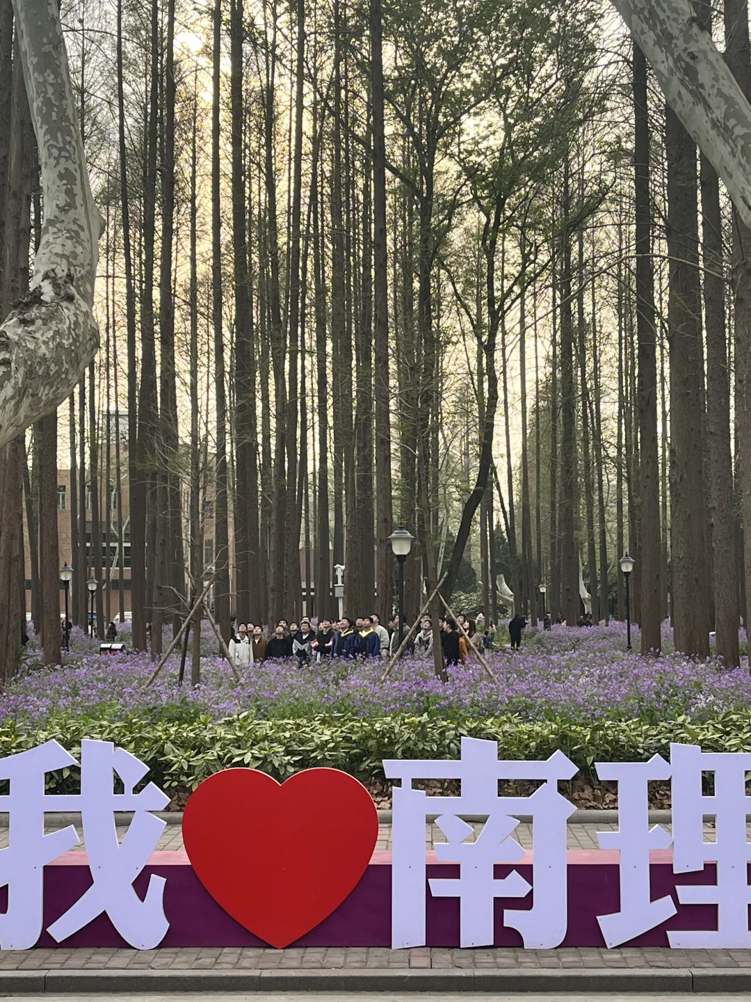 南理工 | 二月兰 年年岁岁花相似