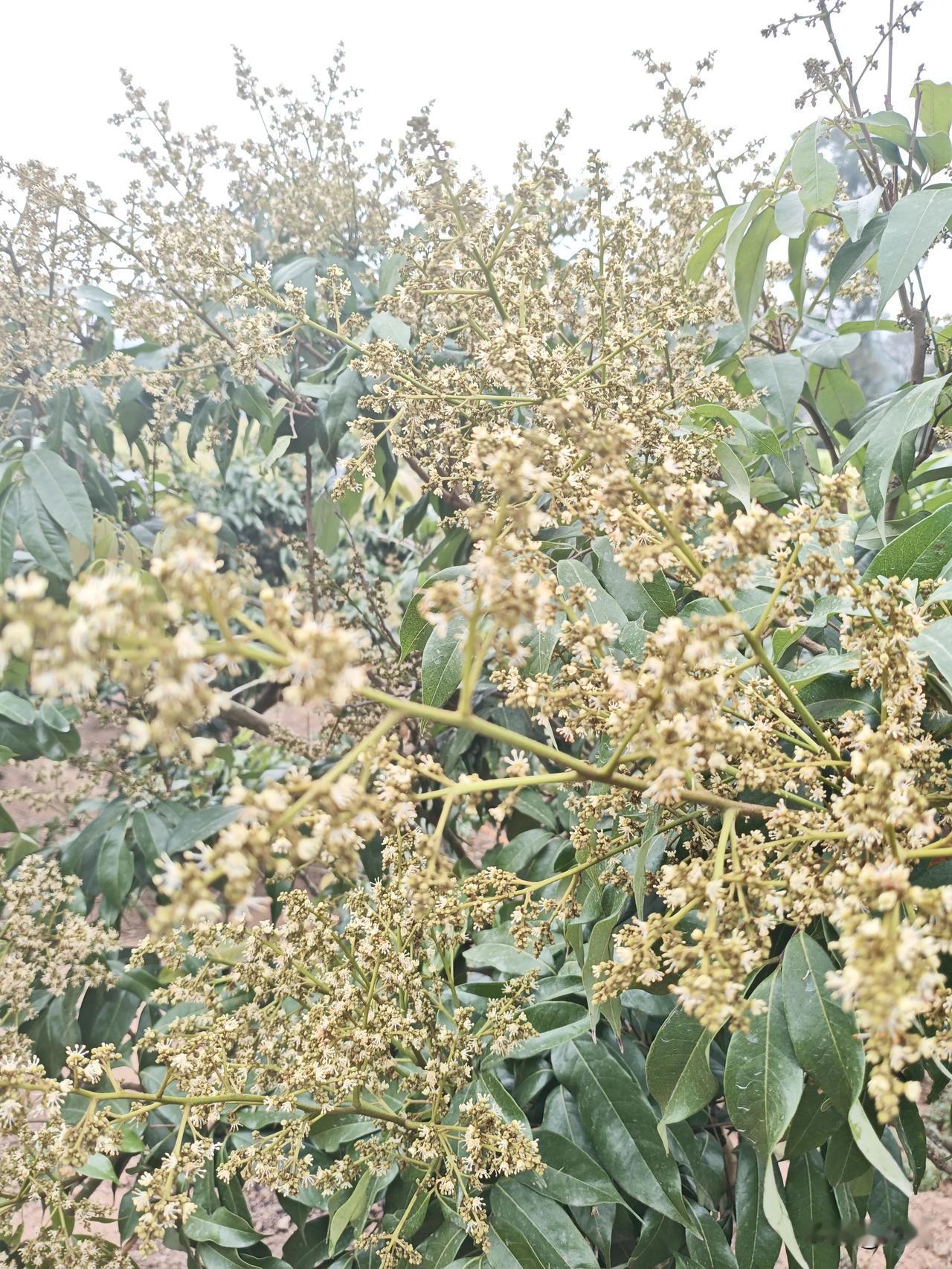 荔枝控花效果的检验

在荔枝种植里，控花可是关键一步，就像精心照顾孩子成长，每一