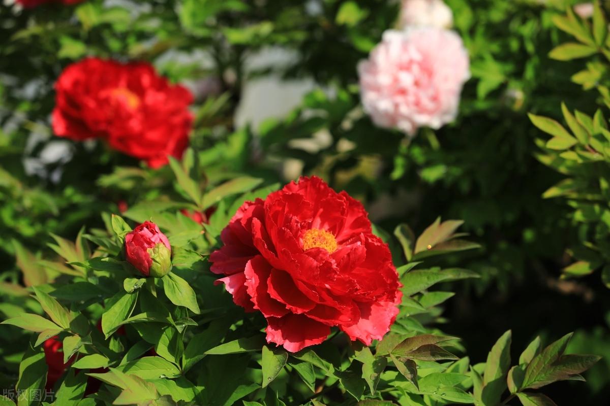 流年似水， 在纷繁的嚣尘，总有诸多的烦忧，但是，在如水的清音里灵魂总会自在地飞翔