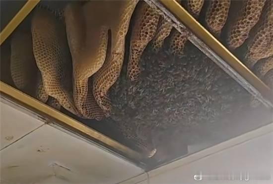 徐州一户人家惊现巨型蜂巢 三大桶装不下4月21日消息，江苏徐州一户居民家中，厨房