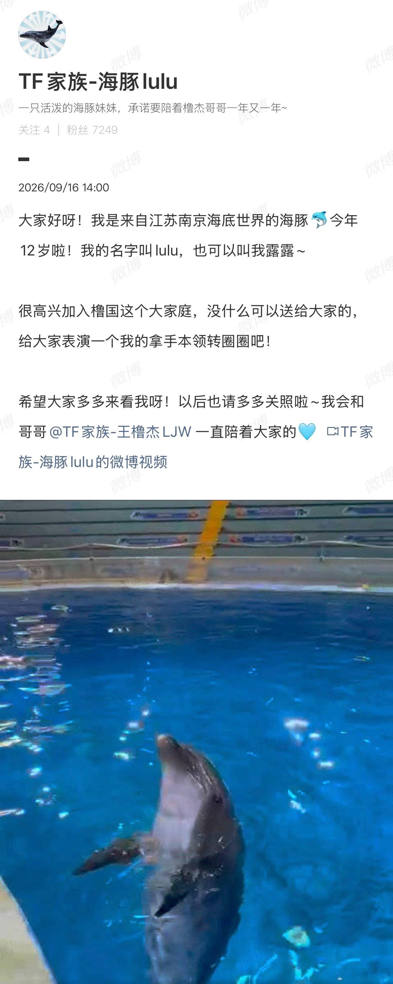 王橹杰海豚lulu太浪漫又有格局的四周年仪式感🌊 欢迎小海豚Lulu加入豚豚大