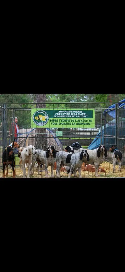 法国猎犬🇫🇷照片中一条狗起码120斤左右😂😂