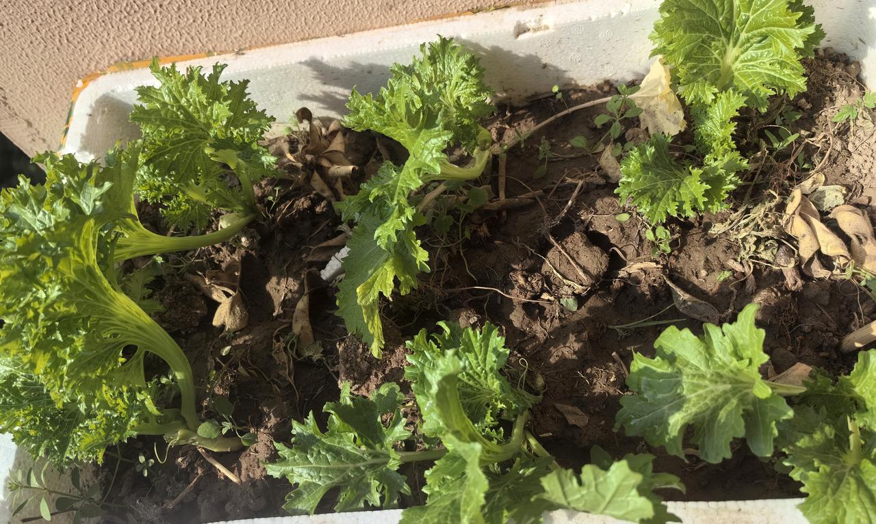 窗台上的菜园（二）