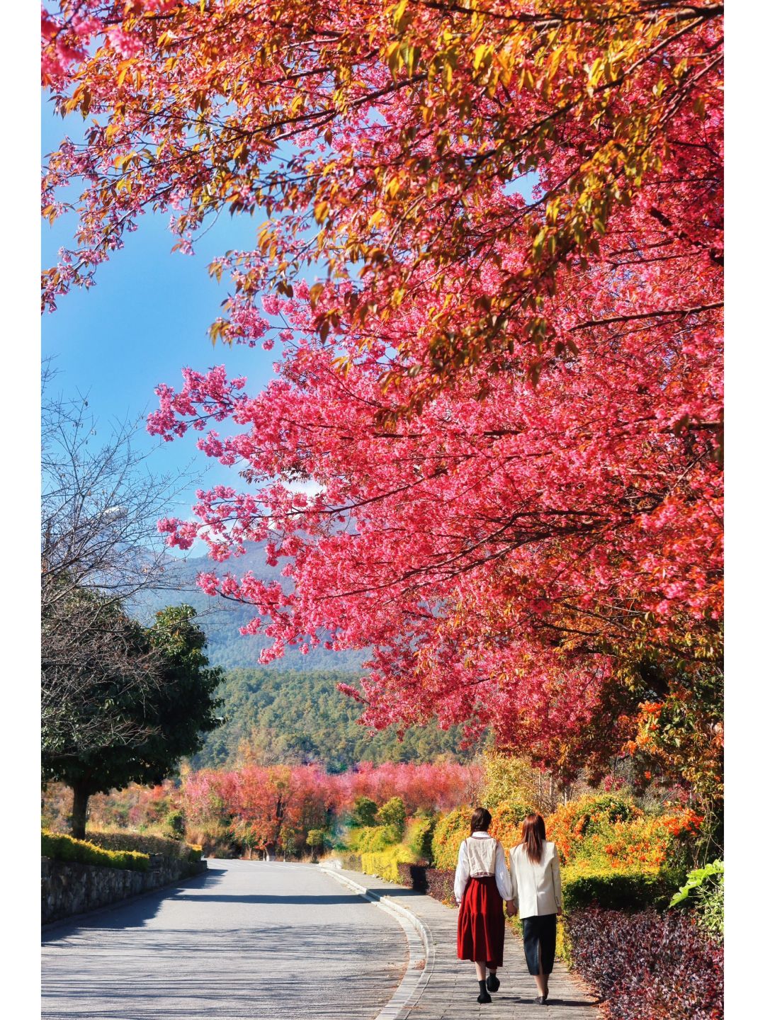 ！n次大理经验告诉你🌸一定要去这9个地方！！