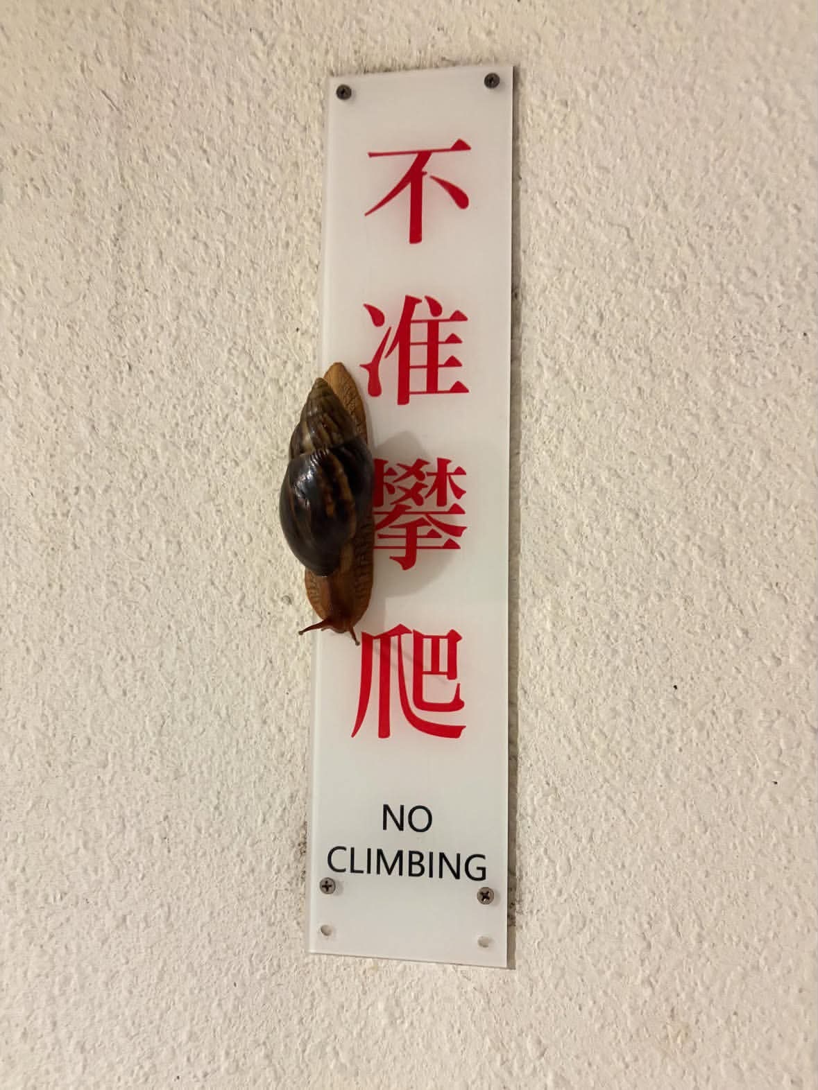 违法分子！meme ​​​