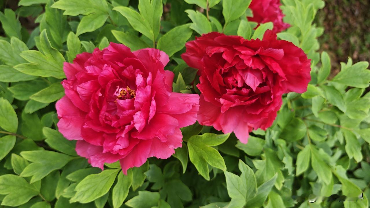 上海周边藏了片牡丹海！泰州麒麟湾，2万株国色天香开成仙境
 
谁懂啊家人们！本来