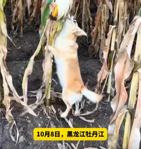 “成精了”，黑龙江一女子和家人下地掰玉米，没想到家里的狗也跟着开始一起上秆掰玉米