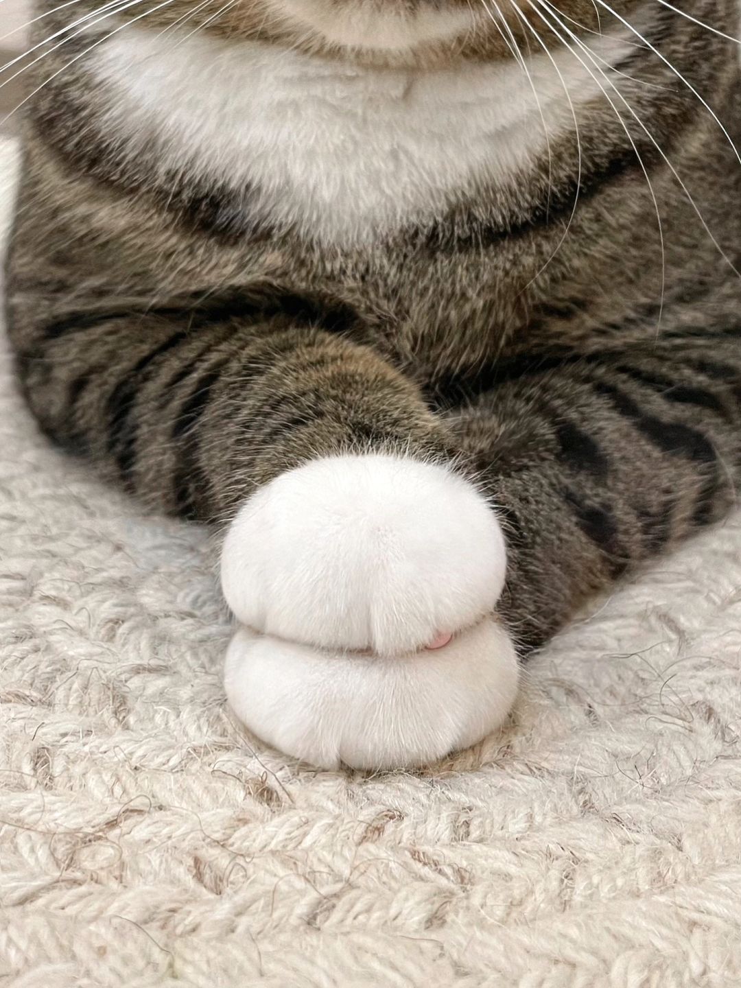 嘿嘿，猫猫我已经一周没有洗脚了诶