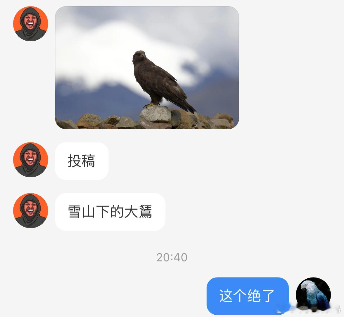#鸟粉投稿# 雪山下的【大鵟】kuáng太酷了吧！它们翱翔的生境也好美啊 ​​​