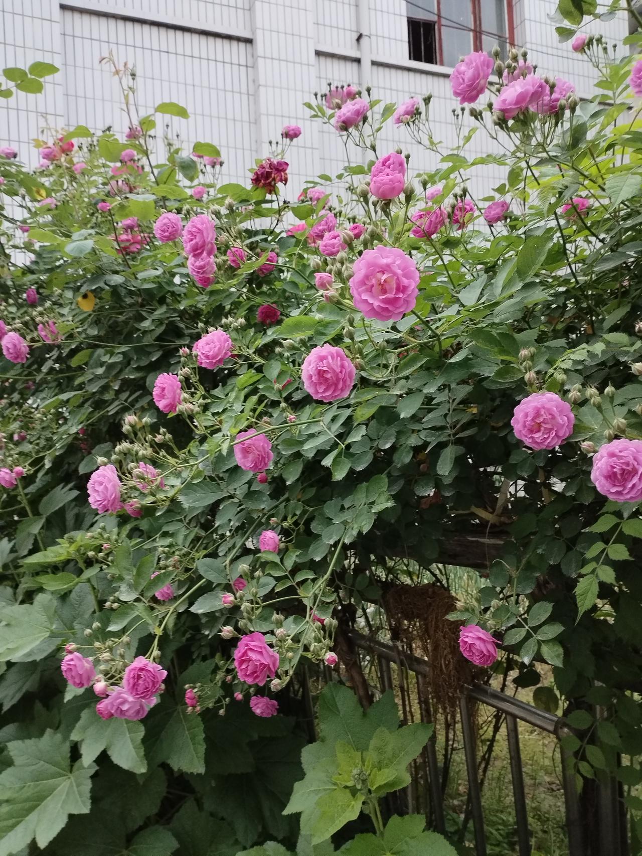 相册里的花花草草：自然的点滴记忆

相册里的花花草草，是我们生活中那些被忽略却美