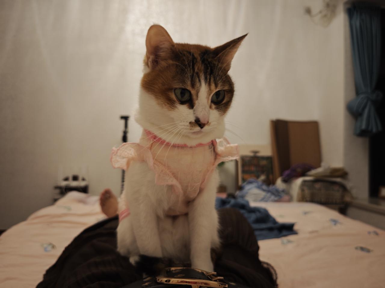 最近《重返狼群》的格林狼生迎来了新结局。
之前李微漪因为怕人打扰格林一家，因此隐