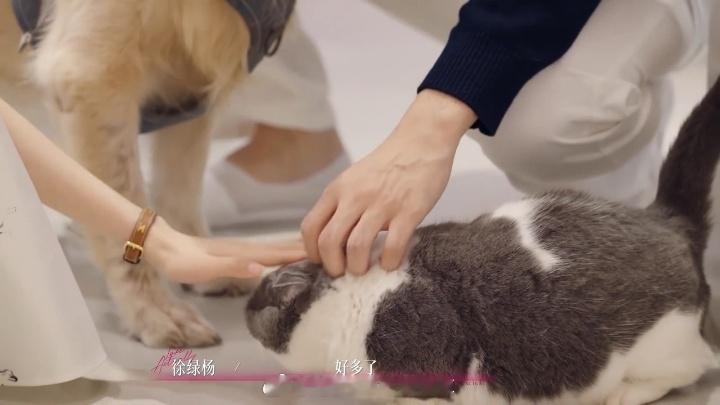 周佑凌给柳柳介绍宠物 发财和Lambo大概是最先见到柳柳的家庭成员。Lambo在
