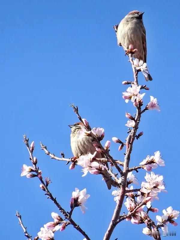 下联：蝶眠兰蕊梦犹酣

赏析：这幅对联的下联“蝶眠兰蕊梦犹酣”，与上联“燕唤桃枝