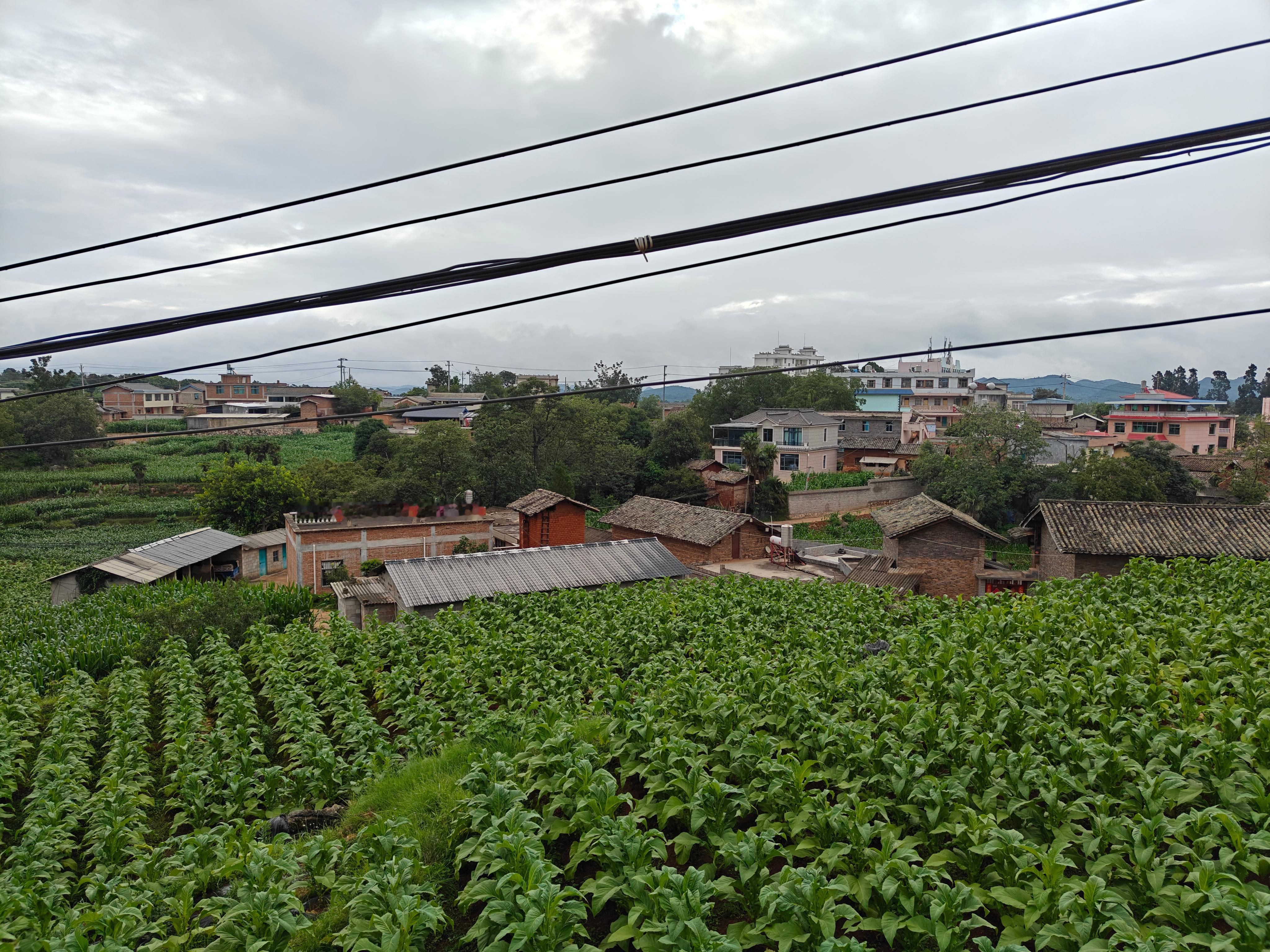山上烟叶已经长这么大了，本地支柱产业[赞][赞][doge][doge]，记得小