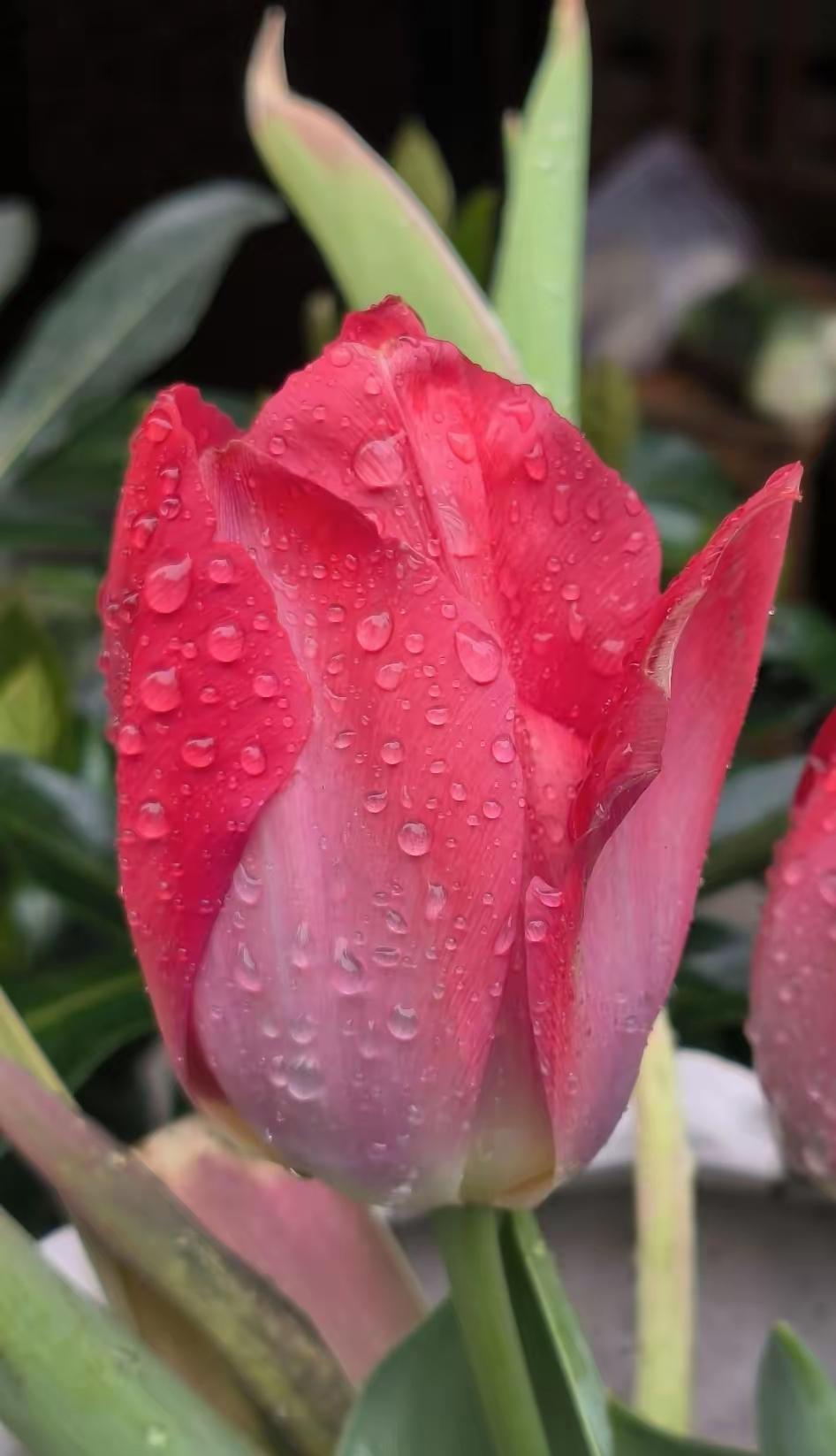 在爱情的世界里，学会懂你
 
世人总爱把“我爱你”挂在嘴边，以为浓烈的告白、炽热