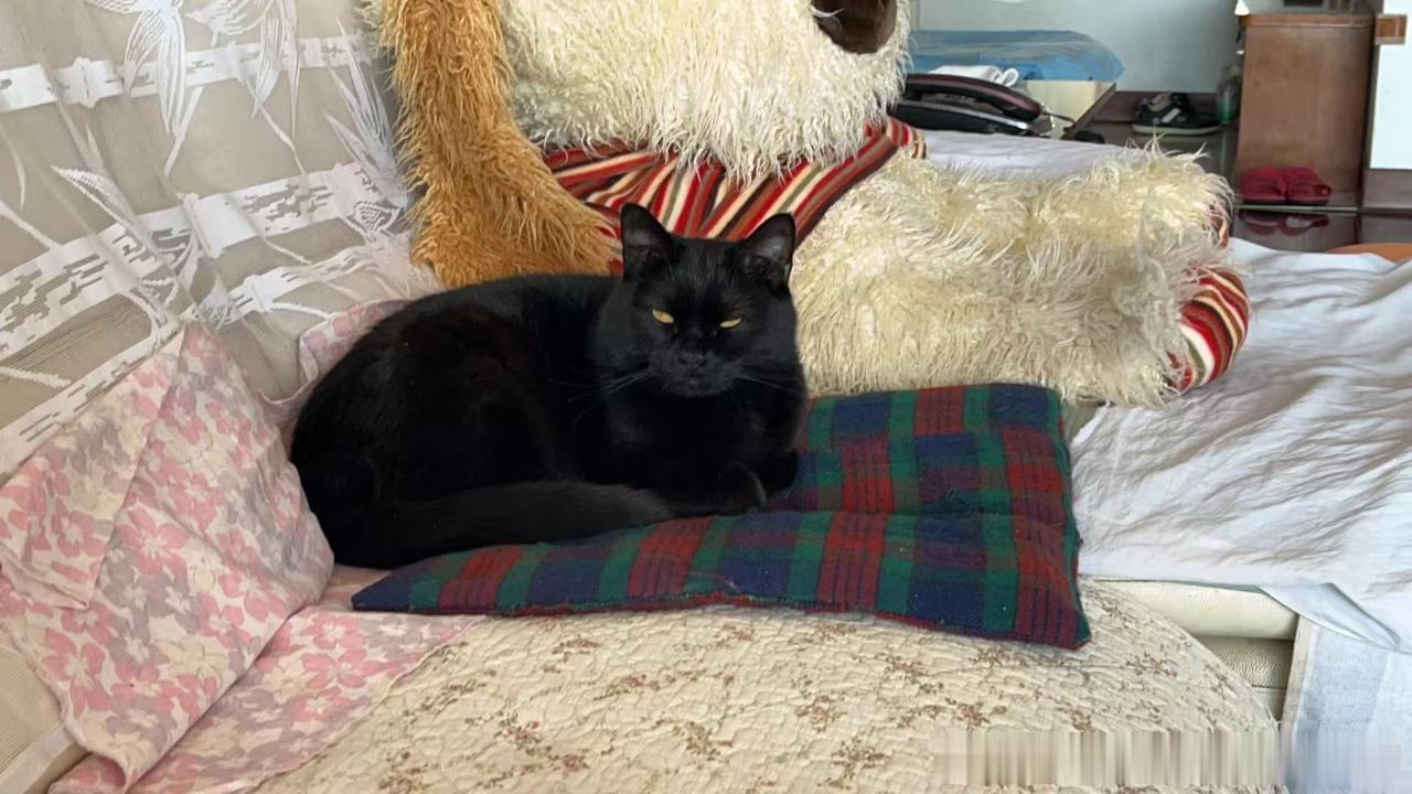 49693【丑猫】很困的狗熊。这张真的好丑，丑哭了。 