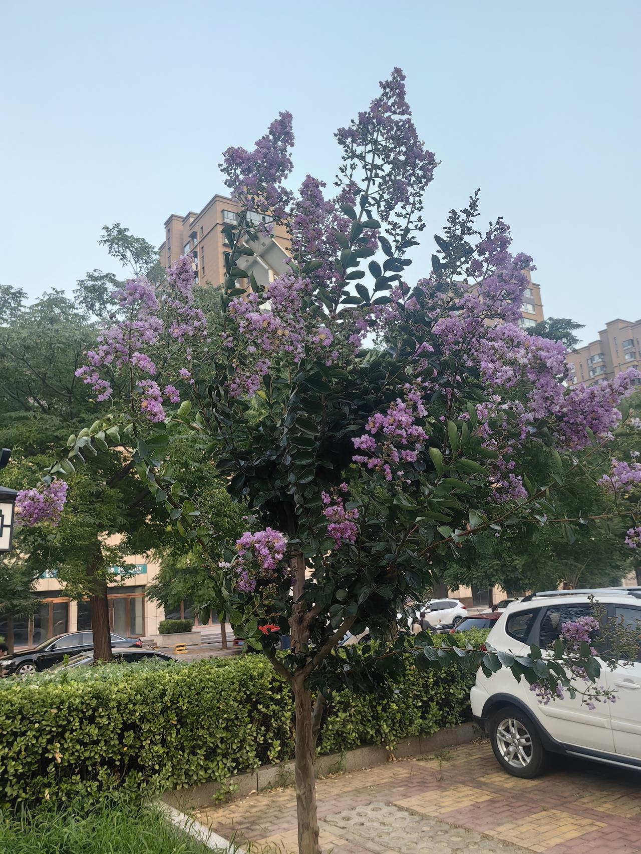 分享一张你相册的拍的花