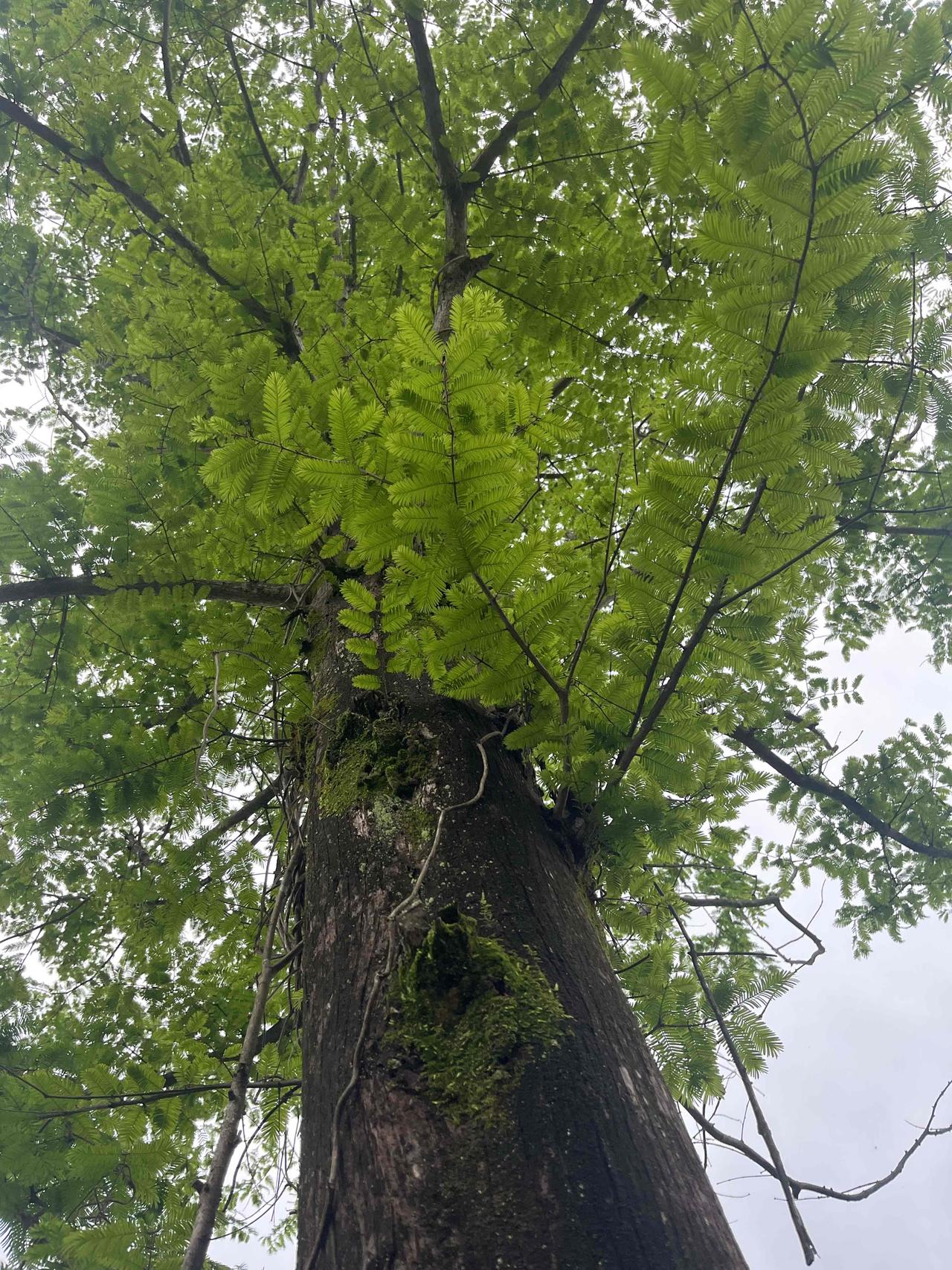 每个人的雨，都有他灵魂的样子。

李商隐的雨，是巴山夜雨。他一个人坐在那里，听雨