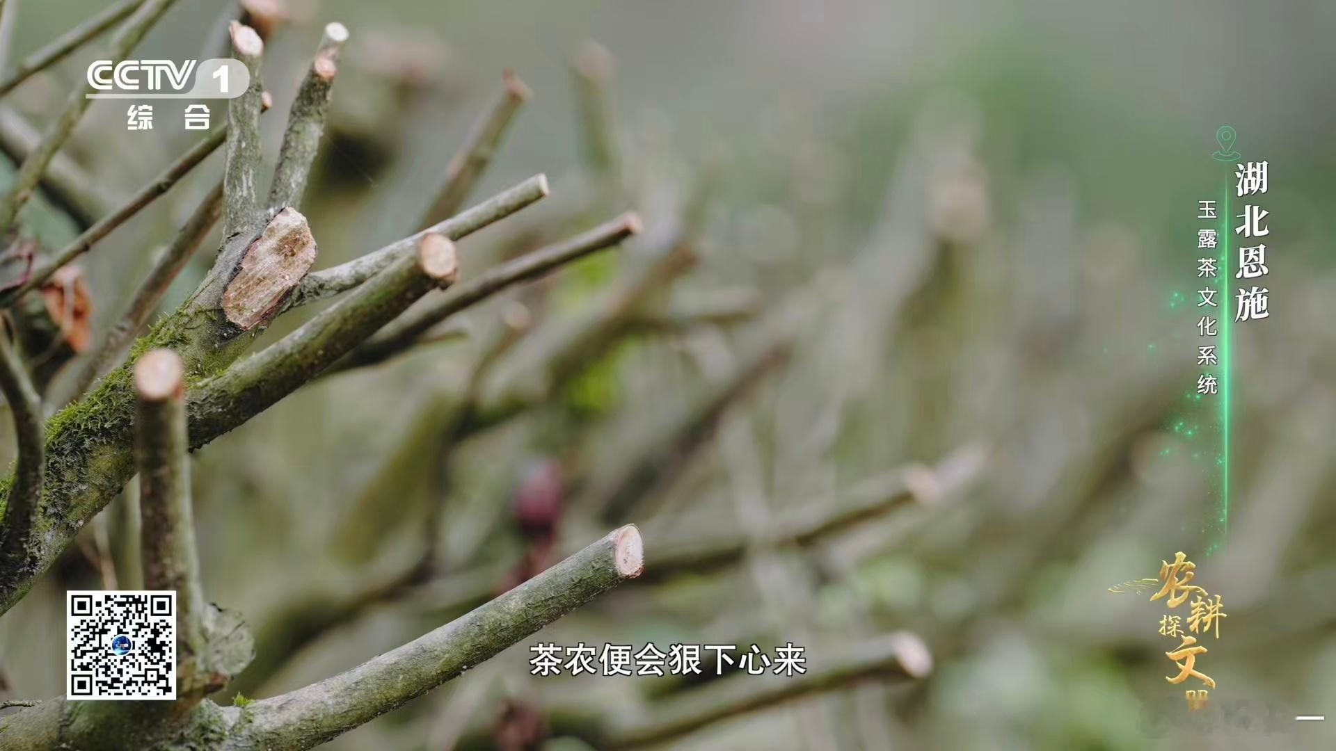 茶树做发型看得好解压 茶树也有专属造型服务！茶农的轻修就像给茶树剪刘海，简单整理