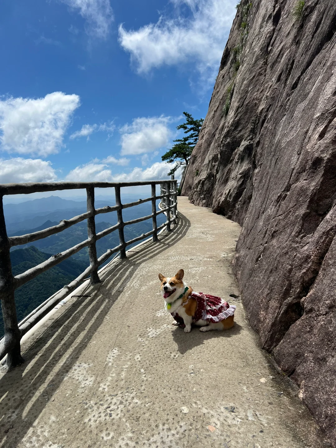 赏山不爬山 超级适合小狗狗的景点 冲！