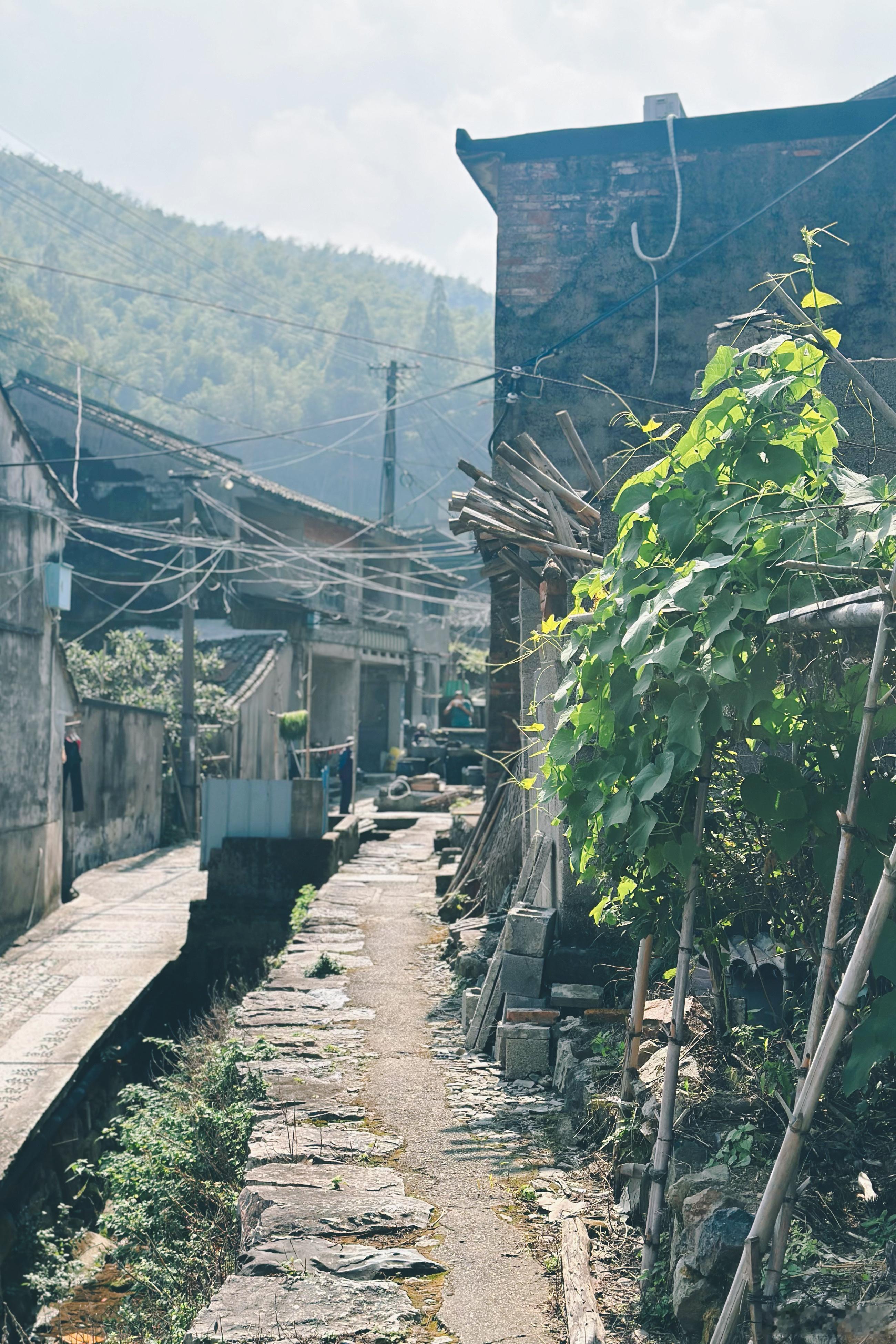 出走日记 秋高气爽，日常可以多出去走走了。今天走的“东山村的粉黛山坡”和“芦浦村