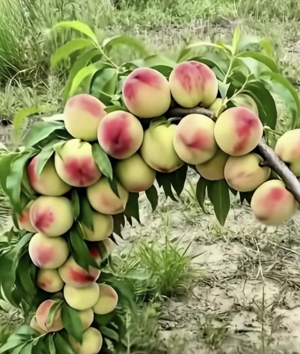 桃子结的果真多啊