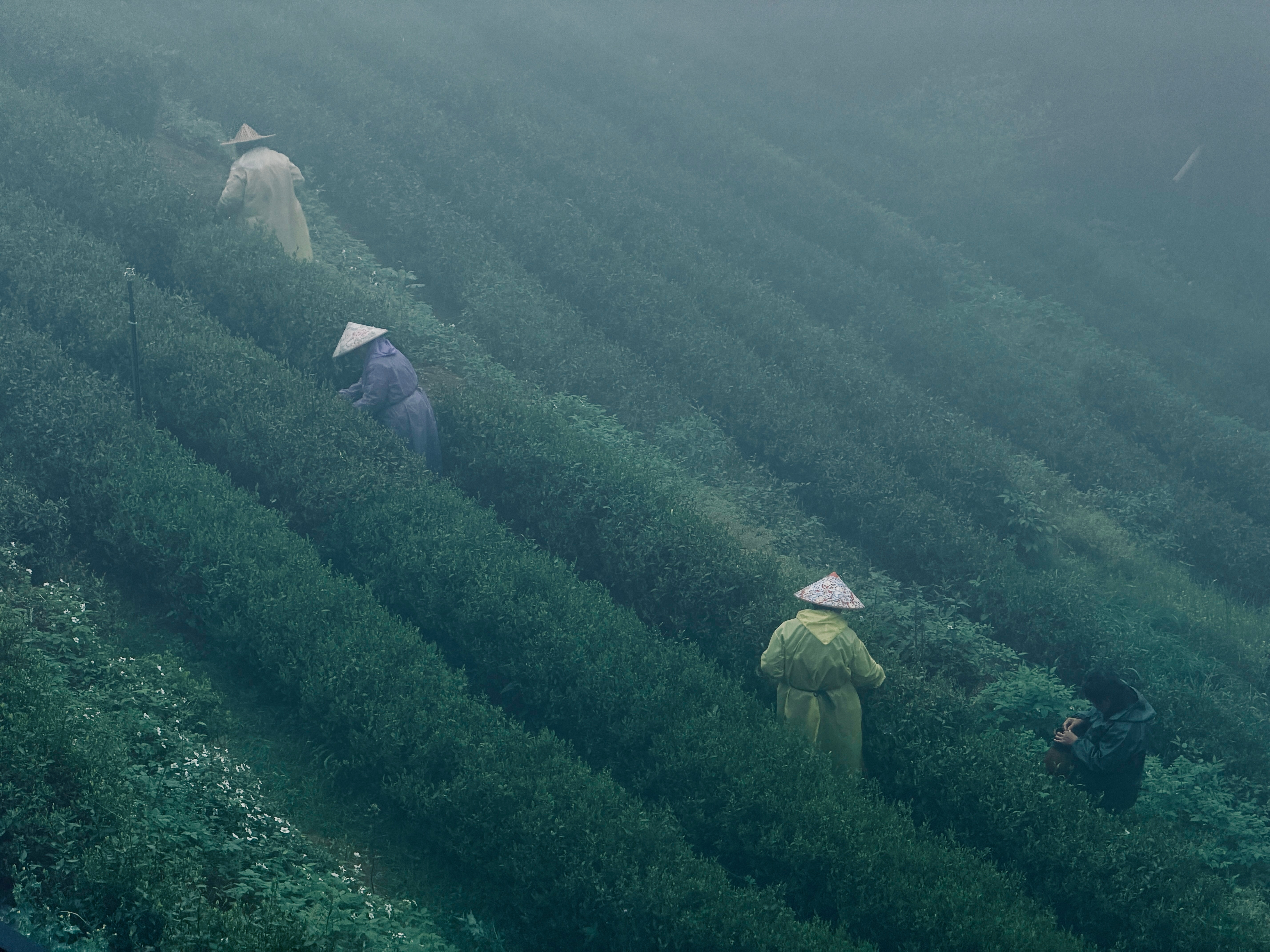 明天在杭州拍摄🚗同事提前去勘景！这杭州的景、这杭州的茶山、这江南的春天……《春