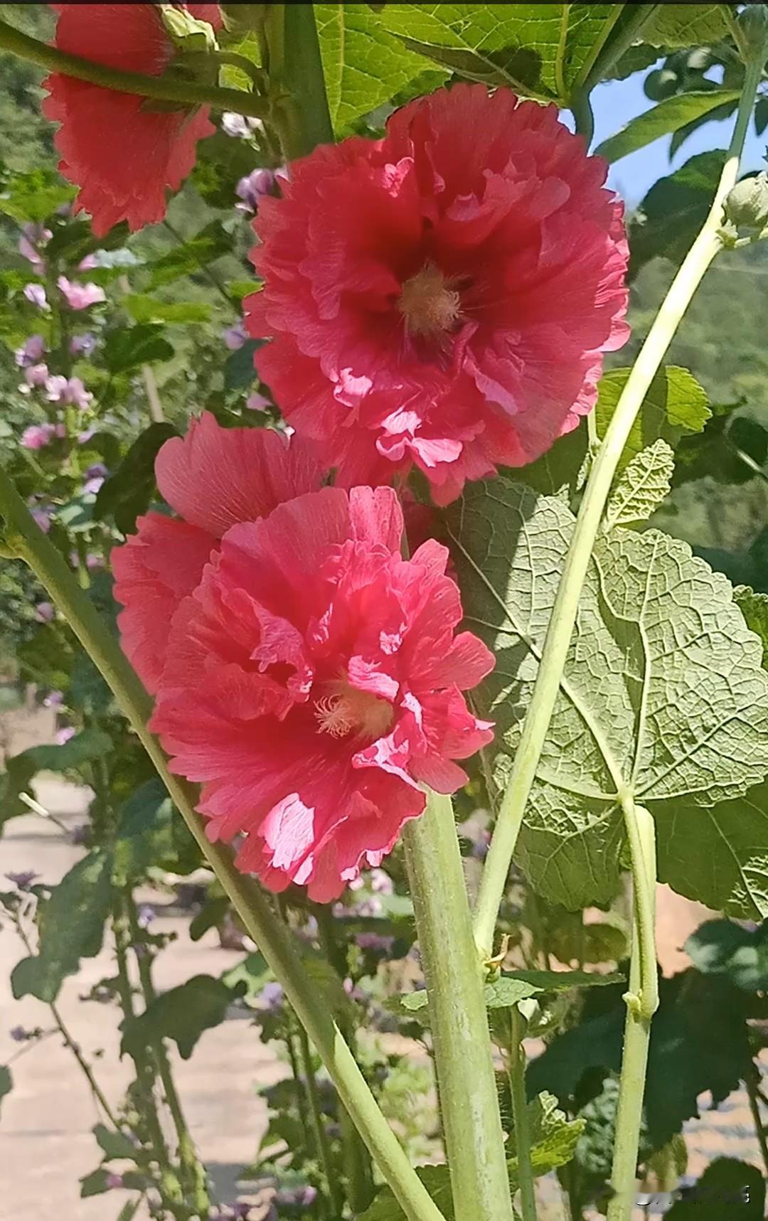 岁月如歌翻新页
光阴似箭辞旧岁

岁月如歌翻新页
繁花似锦增喜气

岁月如歌翻新