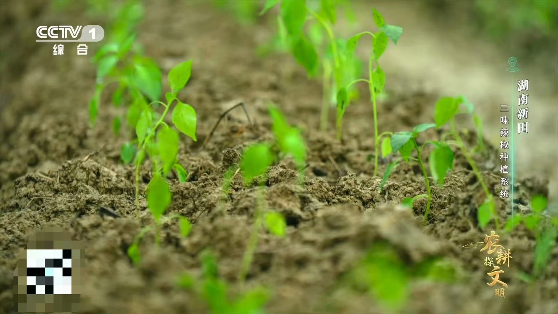 辣椒也讲究前中后调？湖南新田三味辣椒告诉你：椒尖清甜开篇，椒身热辣爆发，椒蒂醇香
