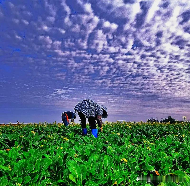看到“勤勤恳恳种菜”这个上联，感觉一下子就有画面感了，仿佛看到菜农在田间地头辛勤