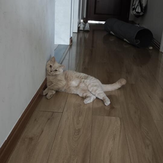 它好像冷宫里疯掉的妃子