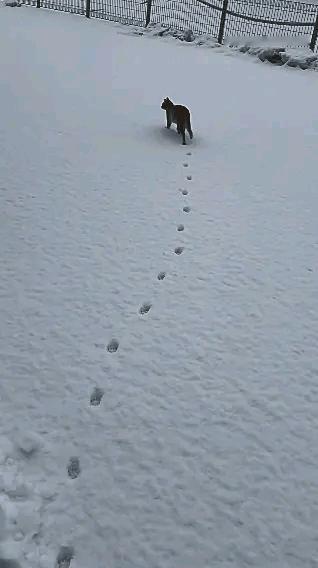 猫咪真的是走一字，看看这雪地里的脚印就知道了，模特为什么要走猫步，是因走这样的步