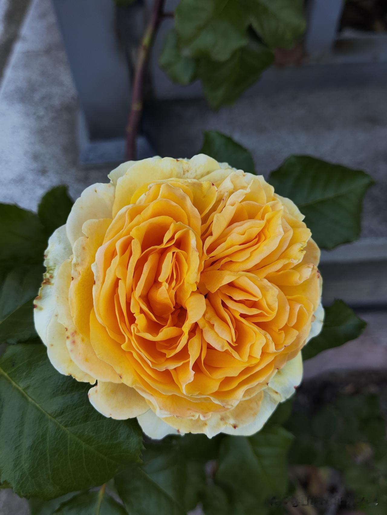 月季花
确实挺漂亮
美不胜收
太赞了