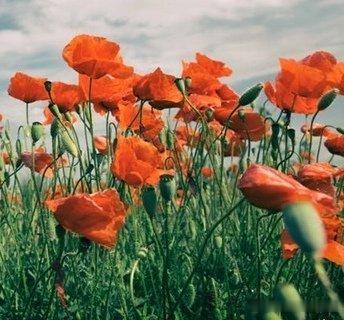《虞美人·独立东风看飞花》～～宋人·尧裔独立东风看飞红，花落知多少？雨生百谷谷雨
