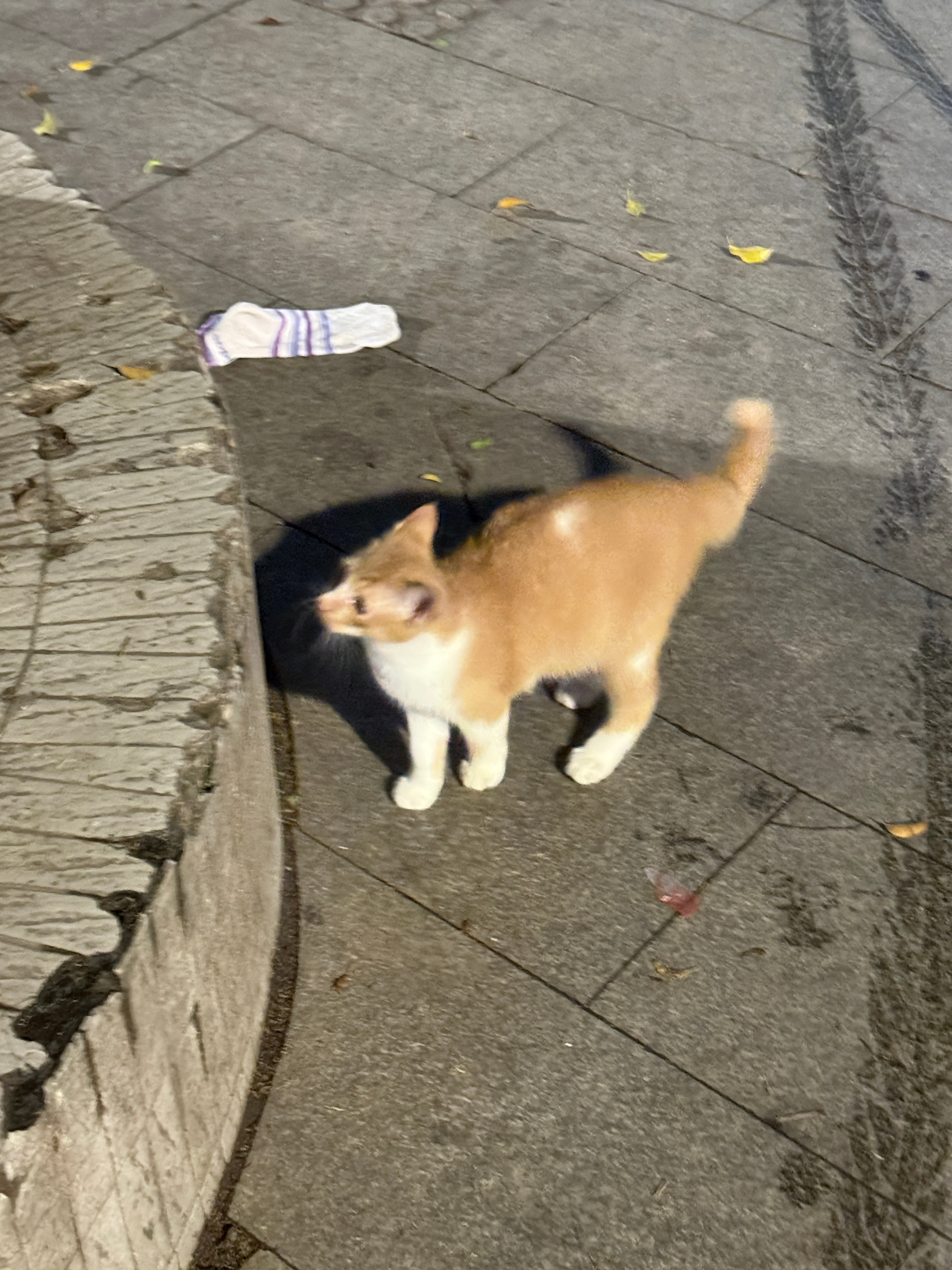 小橘猫 ​​​