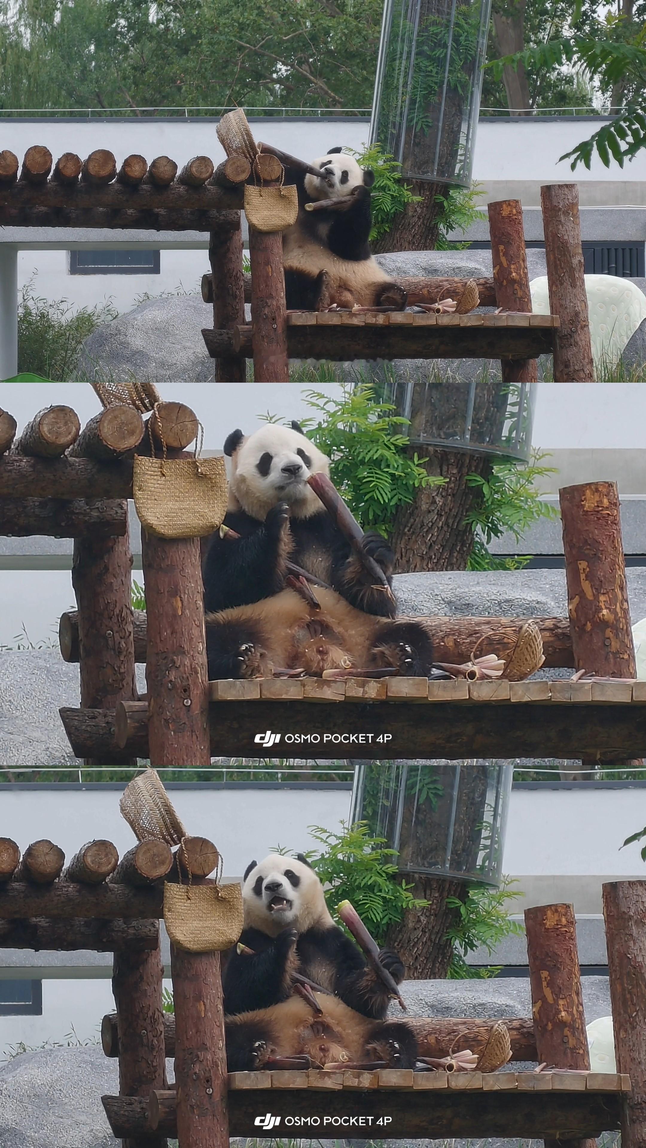 萌萌哒小笨猪看动物 大熊猫福星 北京·北京动物园