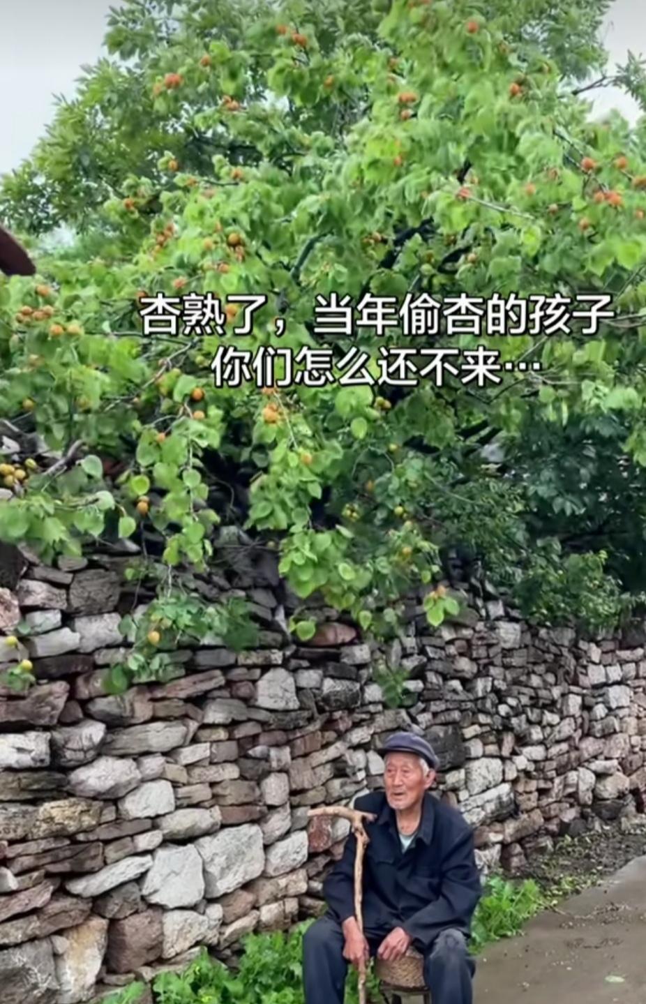 记得小时候，我们村有几棵杏树，只要杏一黄，还没等熟透，就被我们这些小孩偷得差不多