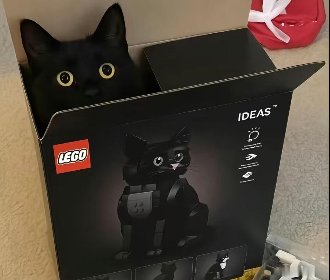 黑猫鉴赏 ​​​