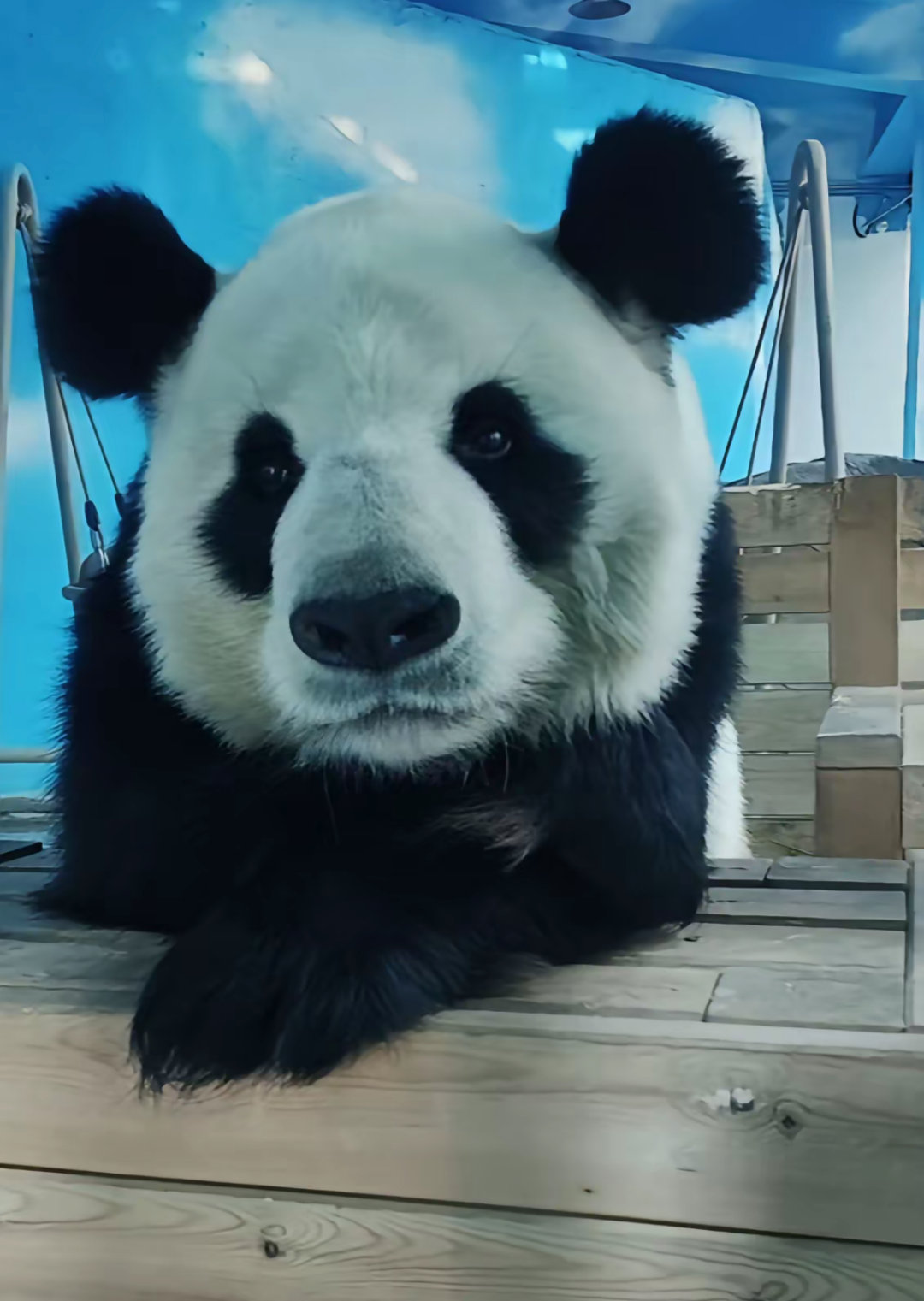 喜淘淘：每天要静下心来思考人生大事。🐼 