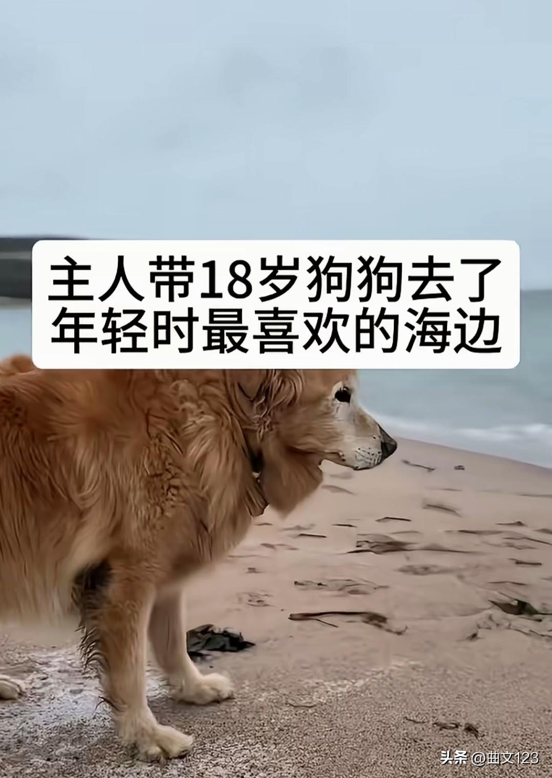 人狗情未了，主人带着 18 岁的狗狗，去了它年轻时最喜欢的海边，狗狗已年老体衰，