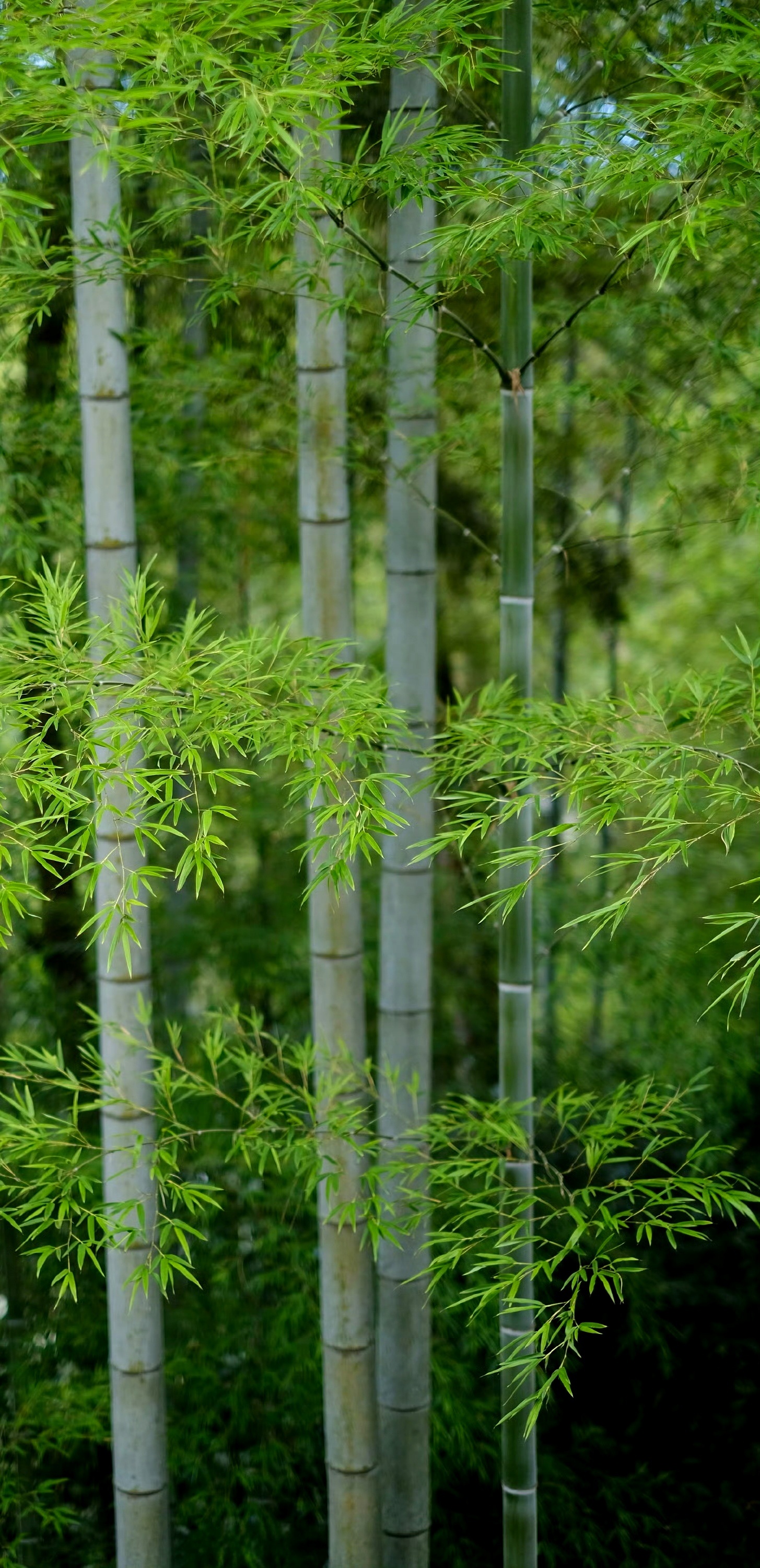 分享图片 