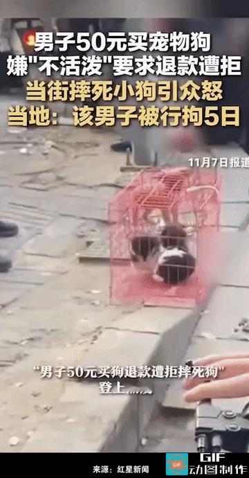 “这男人太残暴了!”河南周口，一名男子因嫌弃自己花50元购买的宠物狗“不活泼”，