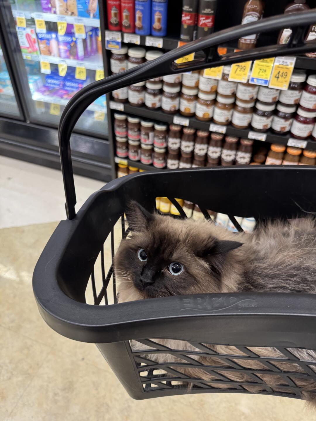 伯克利求短租5/15-5/23!