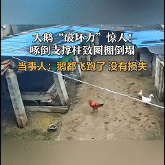 “解释不清了！”村民养的大鹅不好好待着，偏对大棚支撑柱 “死磕”，天天啄个不停，